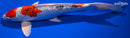 12" GINRIN YAMATO NISHIKI