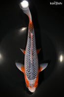9.25" ASAGI