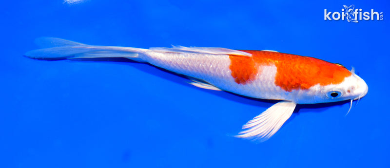 8" HARIWAKE BUTTERFLY