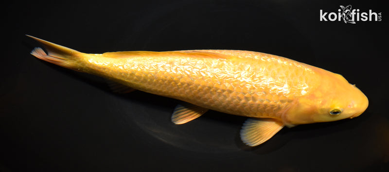10.5" "YELLOW MONKEY" KARASHIGOI
