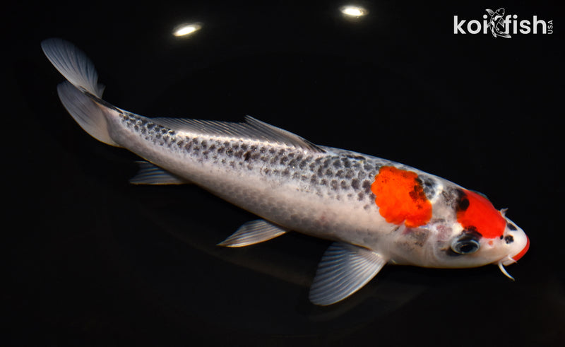 8.5" GOSHIKI