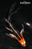 6.75" BENI KIKOKURYU BUTTERFLY