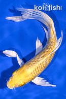 6.5" GINRIN YAMABUKI OGON BUTTERFLY