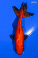 4.75" WAKIN GOLDFISH