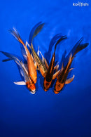 PACK OF (5) 4.75-5.75" BUTTERFLY KOI