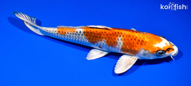 12" BENI GINGA