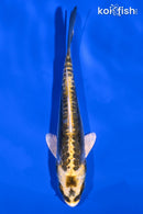 5.75" KIN KIKOKURYU