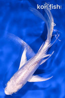 5.5" PLATINUM OGON BUTTERFLY