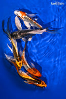 PACK OF (5) 5-6.5" IMPERFECT BUTTERFLY KOI