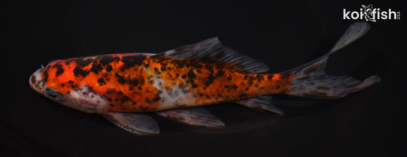 7.5" SHUBUNKIN GOLDFISH