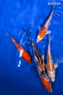 PACK OF (5) 3.5-4.5" STANDARD KOI