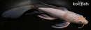 9.25" SORAGOI BUTTERFLY