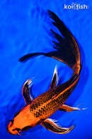 9.75" KIN ORENJI MATSUBA BUTTERFLY
