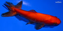 4.75" WAKIN GOLDFISH