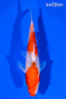 6" KOHAKU