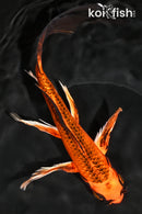 8.75" KIN ORENJI MATSUBA BUTTERFLY