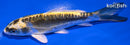 5.75" KIN KIKOKURYU