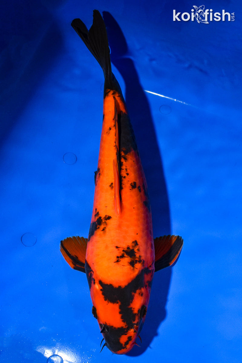 16.25" HI UTSURI