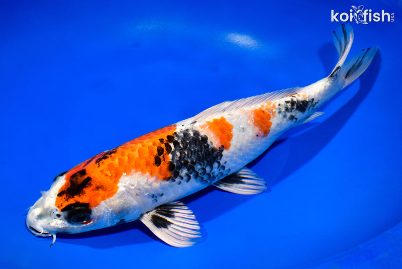 11.5" KIN SHOWA