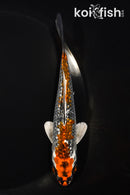 5.5" GINRIN BENI GINGA