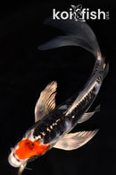 7.5" TANCHO BENI KIKOKURYU BUTTERFLY