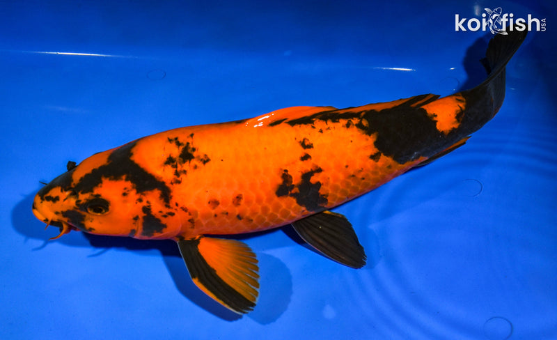 16.25" HI UTSURI