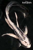 10" KIKOKURYU BUTTERFLY
