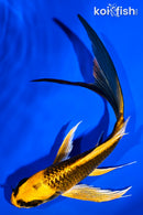 6" KI MATSUBA BUTTERFLY