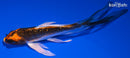 5.75" KUJAKU BUTTERFLY
