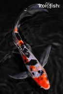 8" SANKE BUTTERFLY