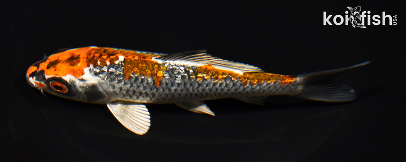 5.5" GINRIN BENI GINGA