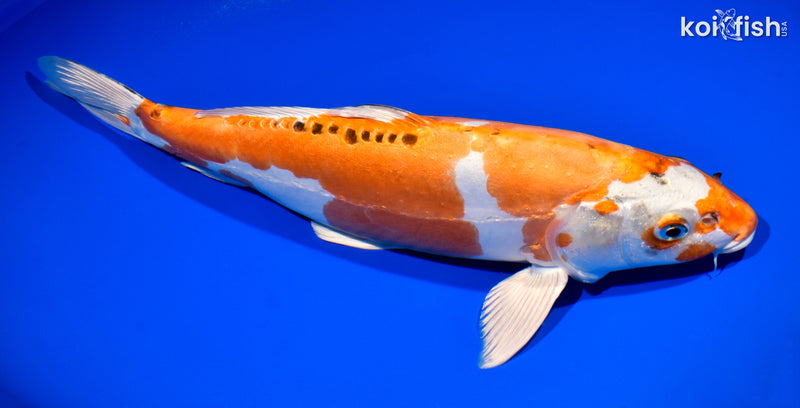 13.75" DOITSU KUJAKU