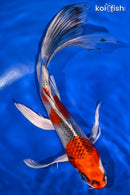 8.75" KUJAKU BUTTERFLY