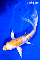 7.25" GINRIN KIKUSUI BUTTERFLY
