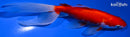 6.75" WATONAI GOLDFISH