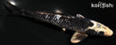 7.75" GINGA