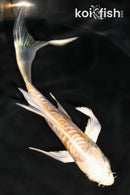 5.25" DOITSU LEMON HARIWAKE BUTTERFLY