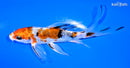 5.25" HEISEI NISHIKI BUTTERFLY