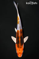 6.25" BENI KIKOKURYU