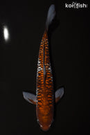 15.75" ARAGOKE OCHIBA SHIGURE