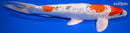 12" GINRIN YAMATO NISHIKI