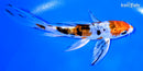 5.25" HEISEI NISHIKI BUTTERFLY