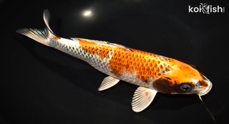 10.75" GINRIN KUJAKU