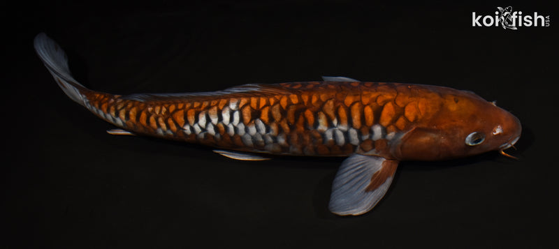 15.75" ARAGOKE OCHIBA SHIGURE