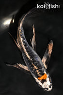 7.75" BENI KIKOKURYU BUTTERFLY