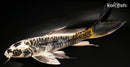 7.75" BENI KIKOKURYU BUTTERFLY