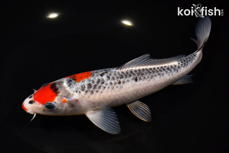 8.5" GOSHIKI
