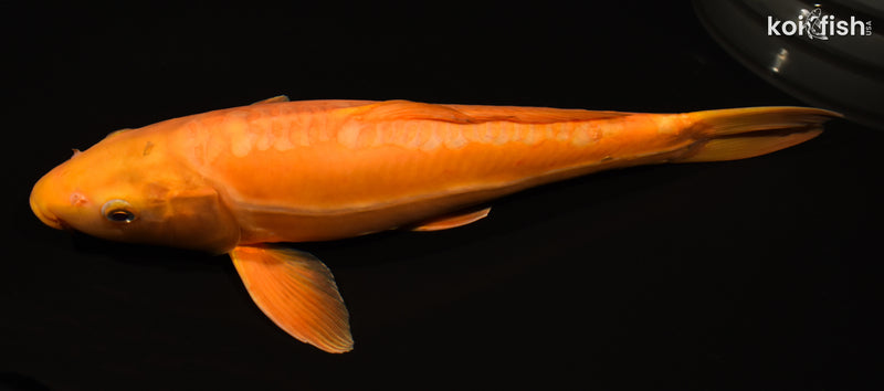 15" DOITSU CHAGOI