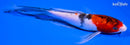 6.25" BENI MATSUKAWABAKE BUTTERFLY