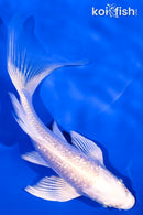 5.5" GINRIN PLATINUM OGON BUTTERFLY